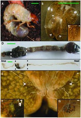 Bacterial Community and PHB-Accumulating Bacteria Associated with the Wall and Specialized Niches of the Hindgut of the Forest Cockchafer (Melolontha hippocastani)